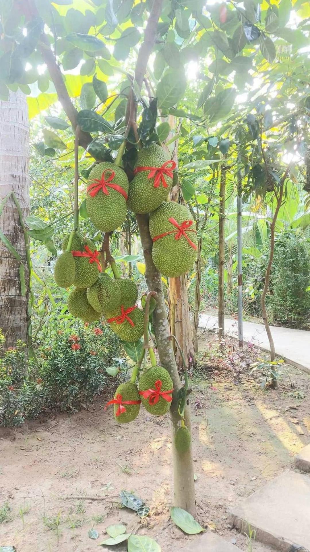 Homestay Nam Hàm Luông Ben Tre Exterior foto